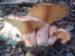 Exemplars de lactarius deliciosus