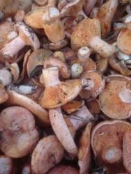 Collita de lactarius deliciosus