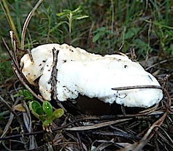 Llengua de bou blanca