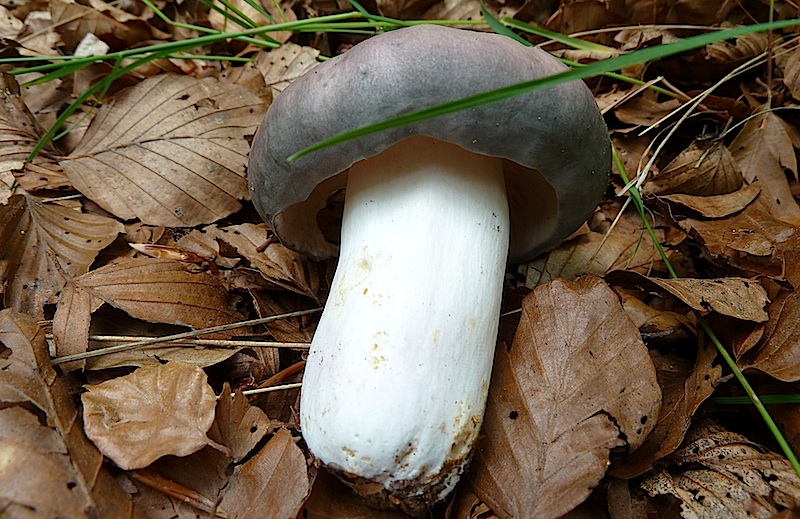 Llora o russula cyanoxantha