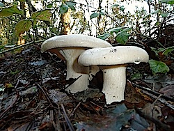 clitocybe nebularis