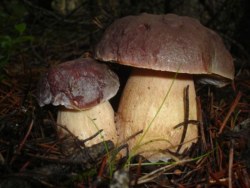 Exemplars boletus pinophilus