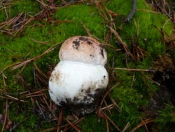 Exemplar jove de boletus pinophilus