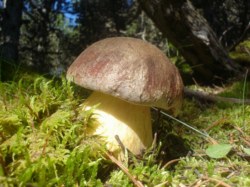 Boletus pinophilus