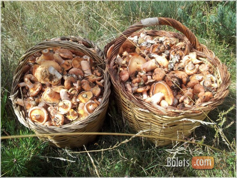 Collita de rovellons, exemplars lactarius deliciosus