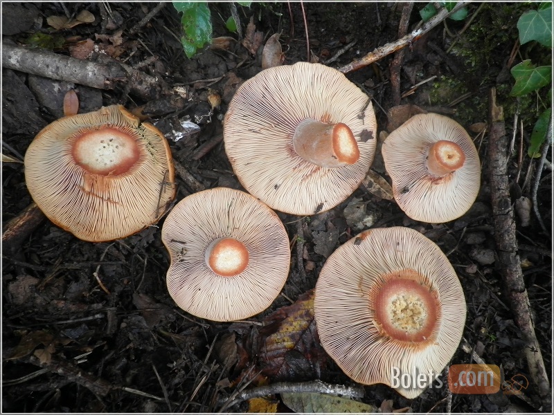 Netejar rovellons corcats