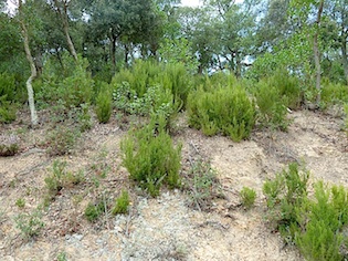 bosc d'ou de reig